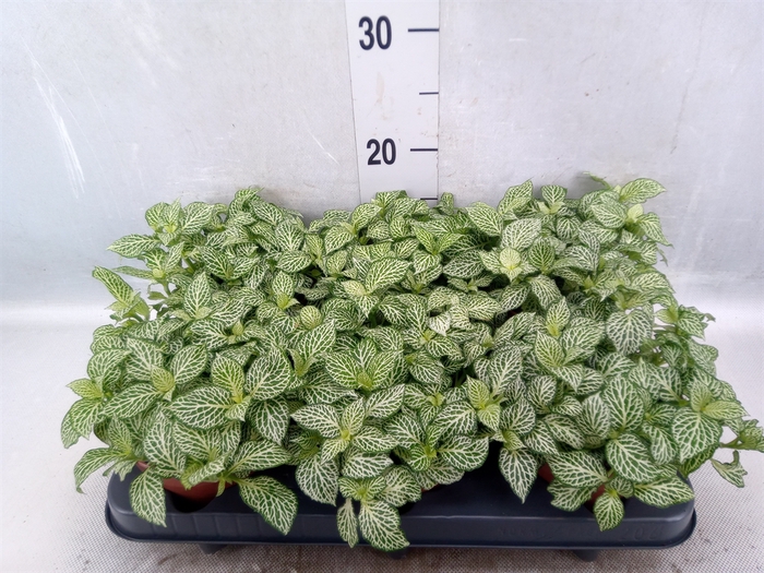 <h4>Fittonia   ...</h4>