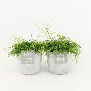 Rhipsalis Cassutha in stone look pot