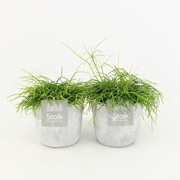 <h4>Rhipsalis Cassutha in stone look pot</h4>