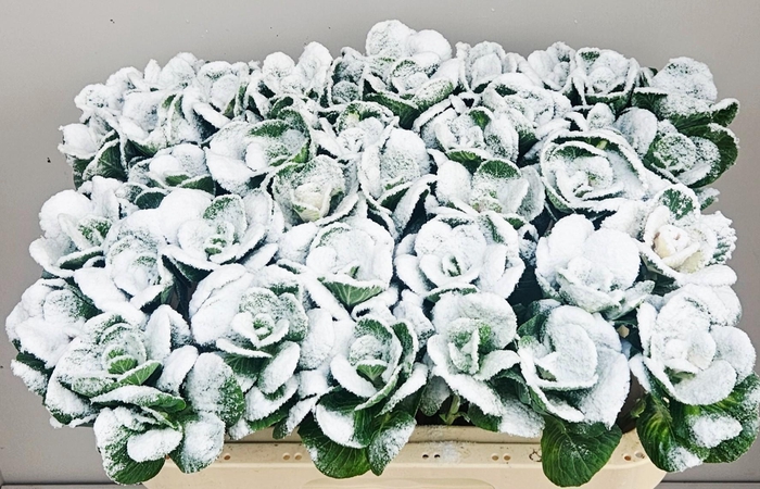 <h4>BRASS KLB H%</h4>