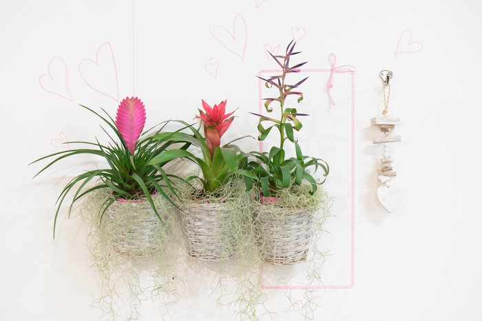 <h4>7 cm Tillandsia Cyanea</h4>