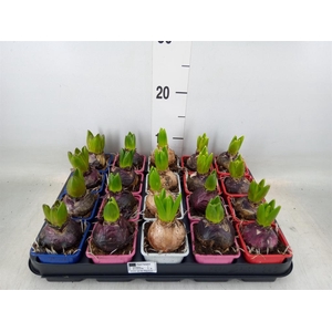Hyacinthus orie.   ...mix 4
