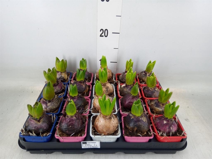 <h4>Hyacinthus orie.   ...mix 4</h4>