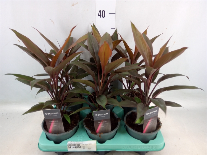 <h4>Cordyline fruti. 'Tango'</h4>