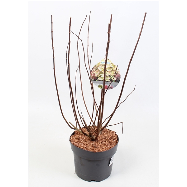Hydrangea Paniculata 'Pastel Green' 19 cm