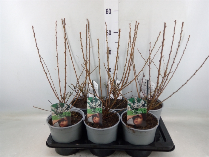 <h4>Prunus tomentosa</h4>