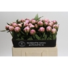 Paeonia Sarah Bernhardt