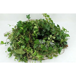 Hedera Rank Groen