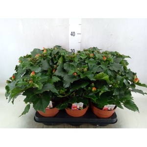 Hibiscus rosa-sin.   ...