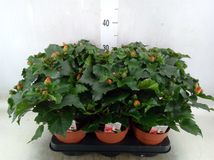 <h4>Hibiscus rosa-sin.   ...</h4>