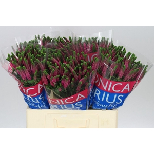 Veronica Spray Iselle X 20