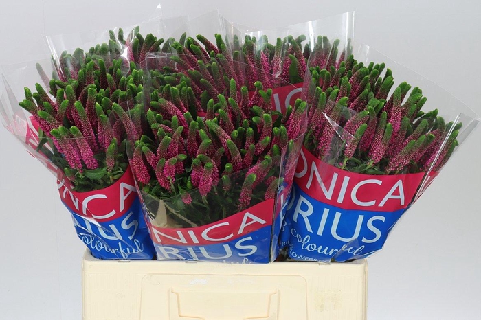 <h4>Veronica Spray Iselle X 20</h4>