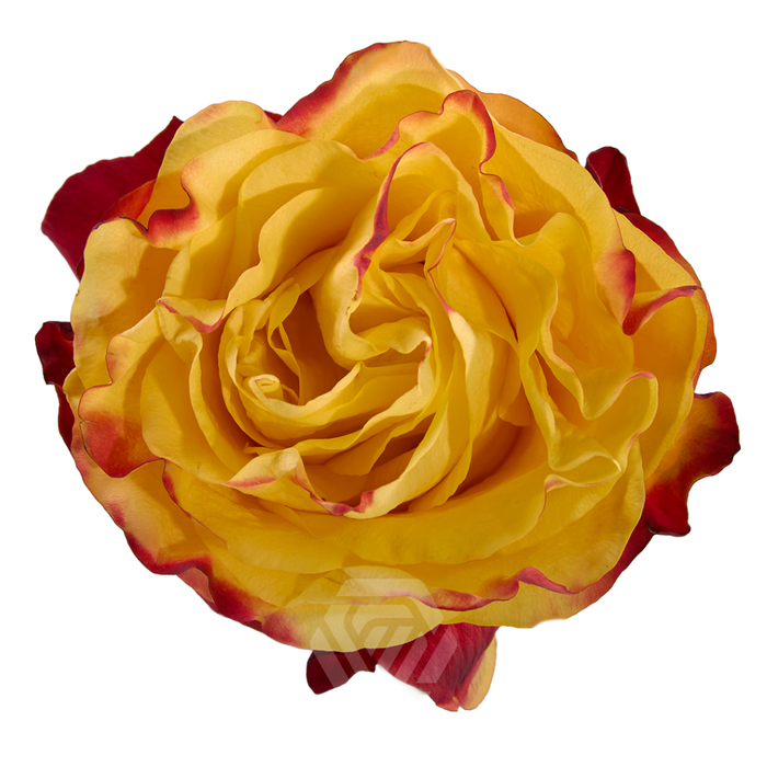 <h4>R GR SUNSET X-PRESSION Tessa</h4>
