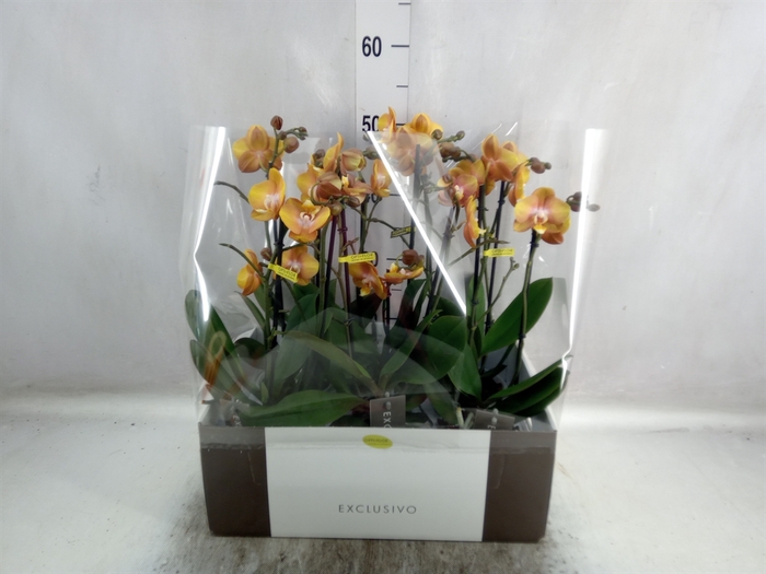 <h4>Phalaenopsis multi. 'Ant Las Vegas'</h4>