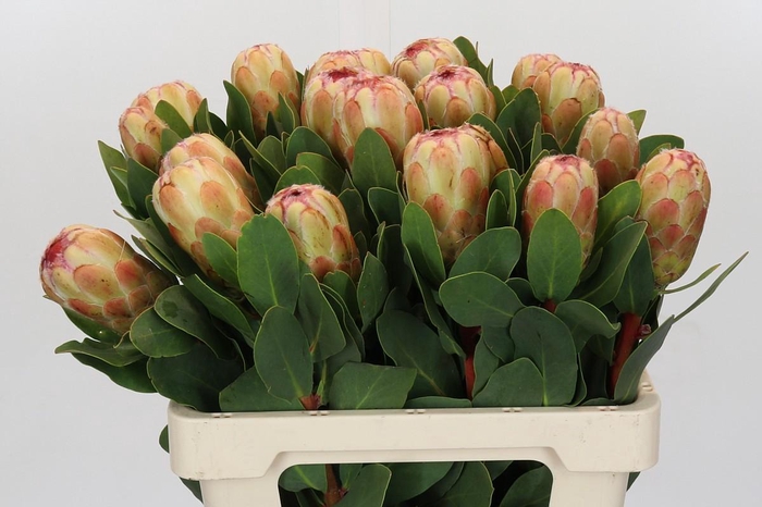 <h4>Protea Grandicolor</h4>