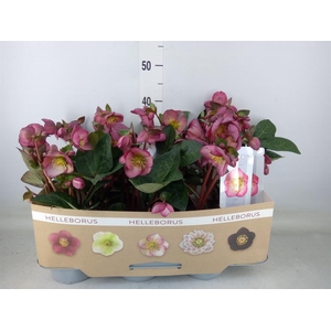 Helleborus  'Fkiss Elemental'