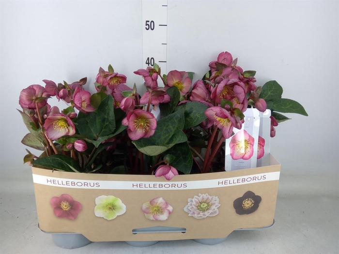 <h4>Helleborus  'Fkiss Elemental'</h4>