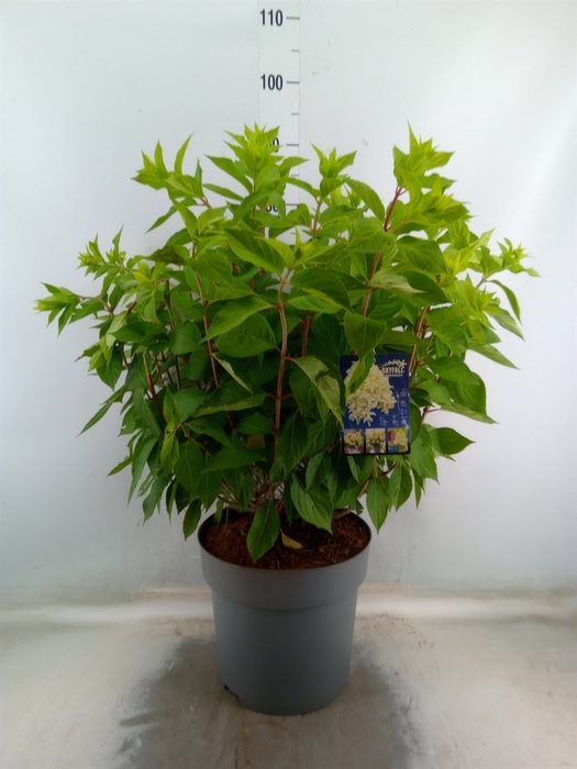 <h4>Hydrangea pan. 'Skyfall'</h4>