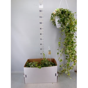 Hedera helix 'White Wonder'