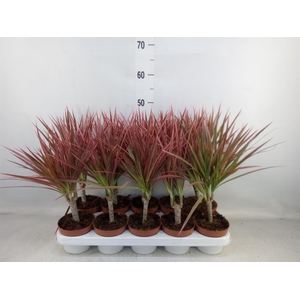 Dracaena marg. 'Colorama'