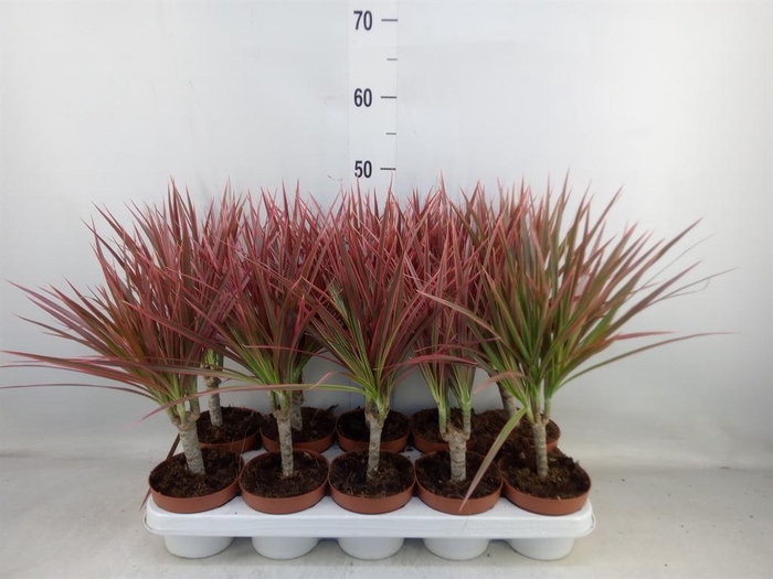 <h4>Dracaena marg. 'Colorama'</h4>