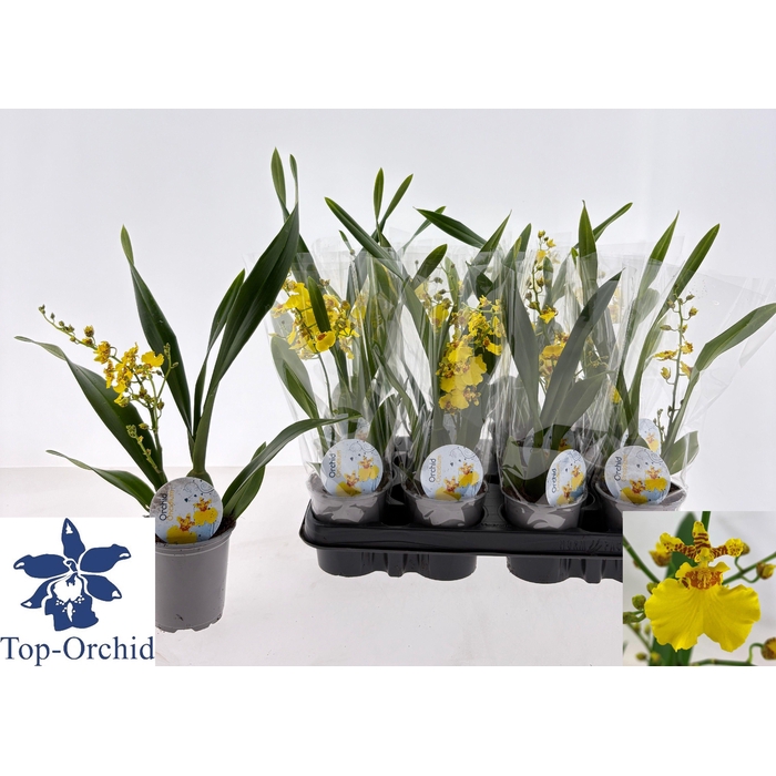 <h4>ONCIDIUM OV</h4>