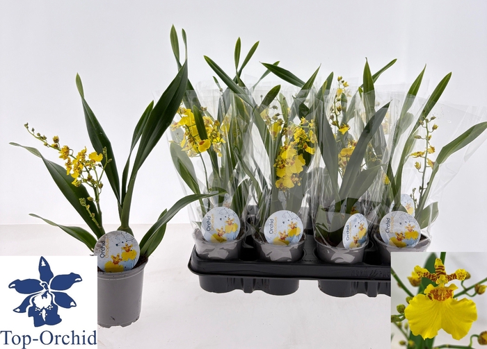 ONCIDIUM OV