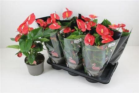 <h4>Anthu A Mauii Red 6+ P17</h4>