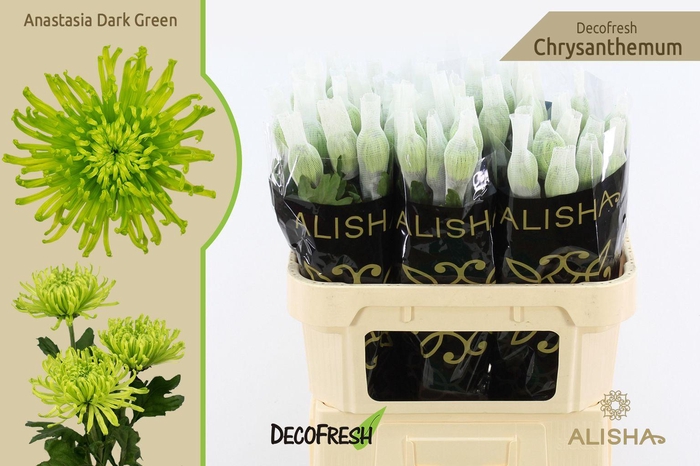 <h4>Chr G Anastasia Dark Green</h4>