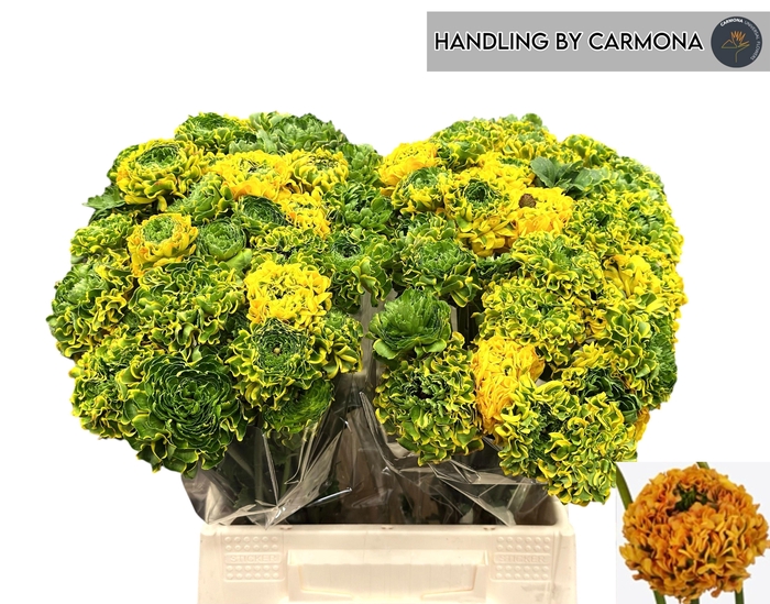 <h4>RAN PON PON MERLINO</h4>