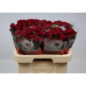 R TR RED TRENDSETTER