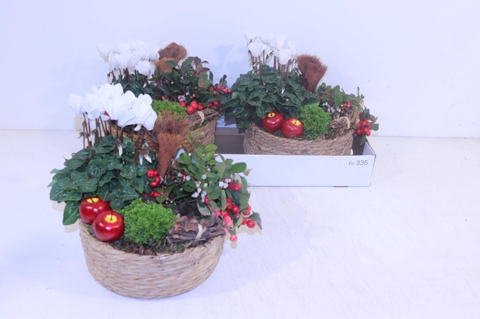 <h4>ARR TUINPLANTEN</h4>