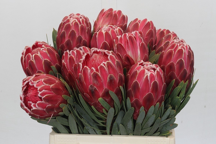 <h4>Protea Venus</h4>