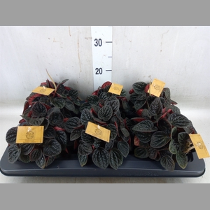 Peperomia