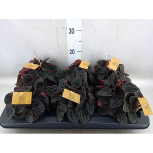 Peperomia