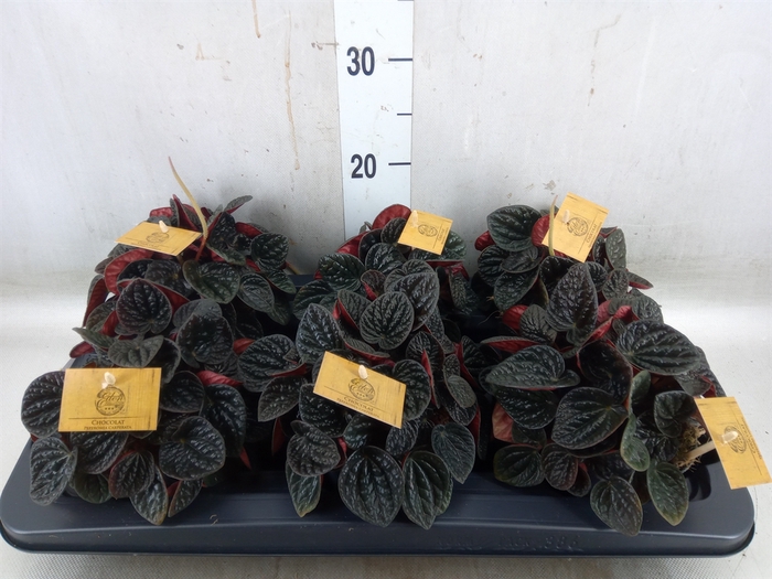 <h4>Peperomia</h4>