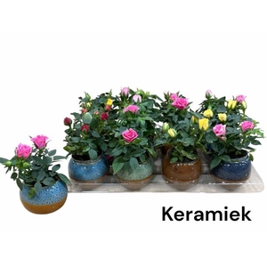 ARR ROSA POT
