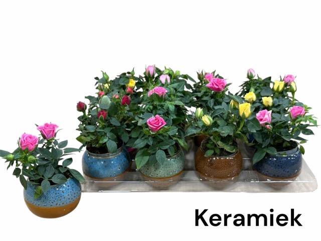 <h4>ARR ROSA POT</h4>
