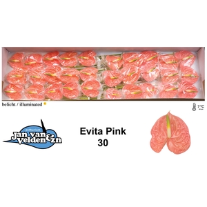 Anthurium Evita Pink