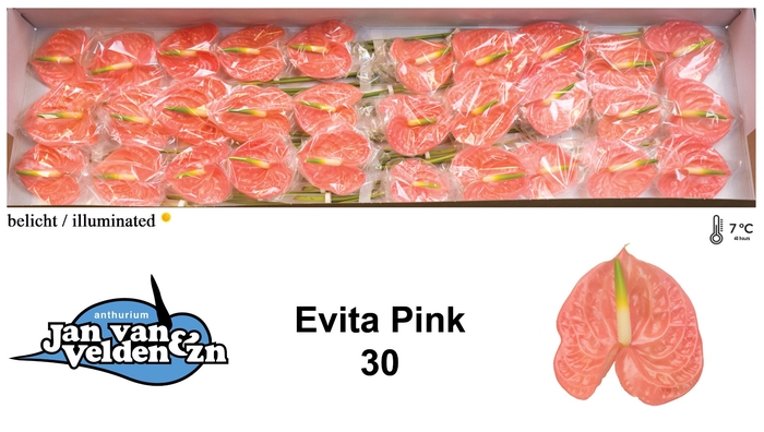 Anthurium Evita Pink