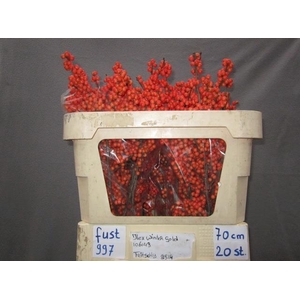 Ilex vert Winter Gold L 7