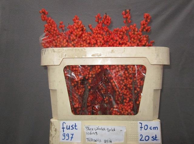 Ilex vert Winter Gold L 7