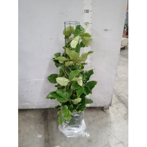 Tetrastigma voinierianum