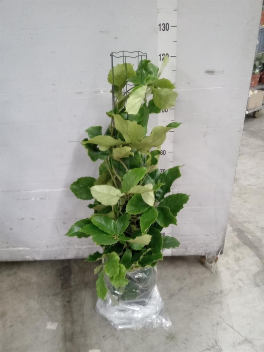<h4>Tetrastigma voinierianum</h4>