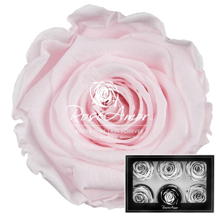 <h4>Lplus Pin89</h4>