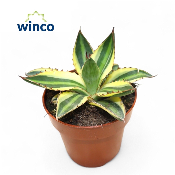 <h4>Agave ssp. Mediopicta</h4>