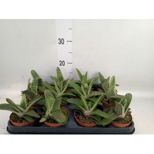 Gasteria  'Little Warty'