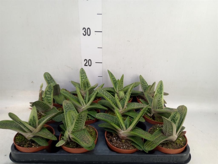 <h4>Gasteria  'Little Warty'</h4>