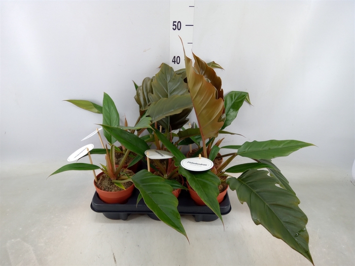 <h4>Philodendron bipinn.</h4>