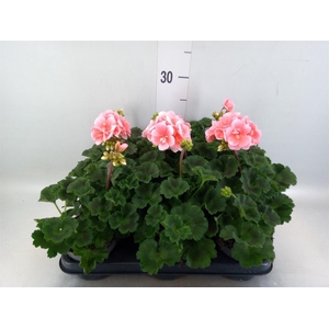 Pelargonium zona.   ...F1